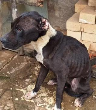 Animal estava com quadro de desnutrição. (Foto/Polícia Civil/Divulgação)