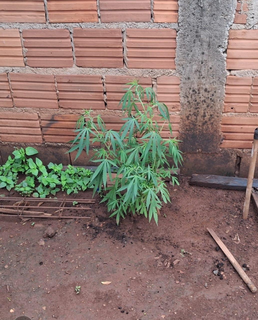 Pé de maconha e outros materiais ilícitos encontrados na residência dos suspeitos. (Foto/Divulgação/PMMG)