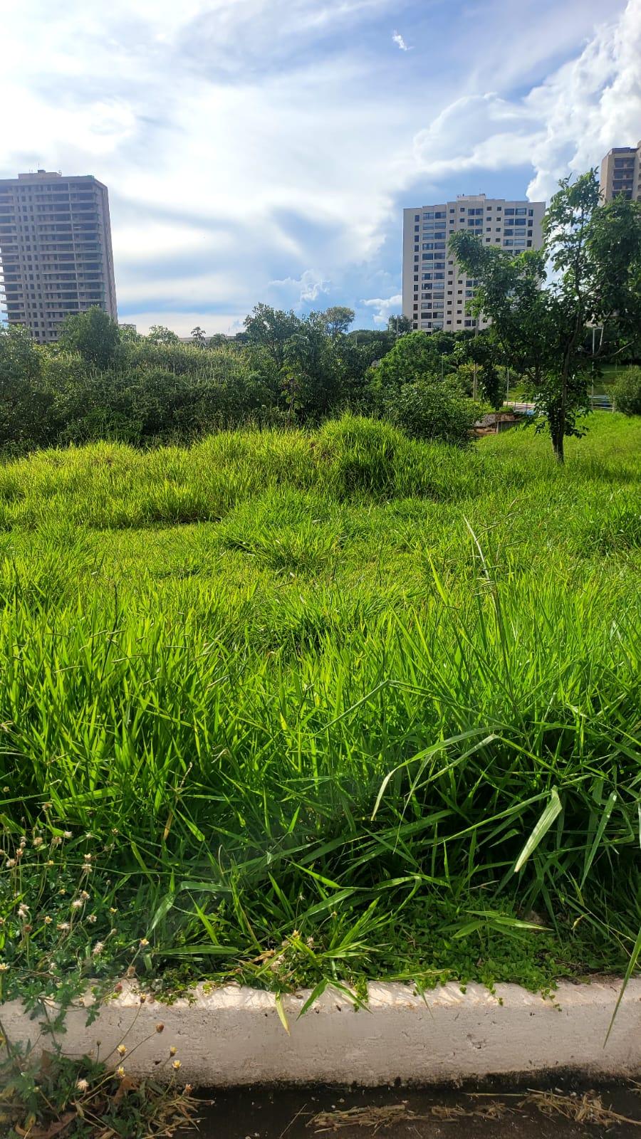 Frequentadores do Piscinão se mostraram preocupados quanto à vegetação no local (Foto/Divulgação)