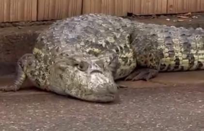 Imagens feitas por uma moradora mostram o jacaré circulando pela via (Foto/Reprodução)
