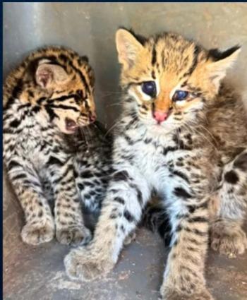 Filhotes recebem os cuidados necessários para a reabilitação (Foto/Reprodução)