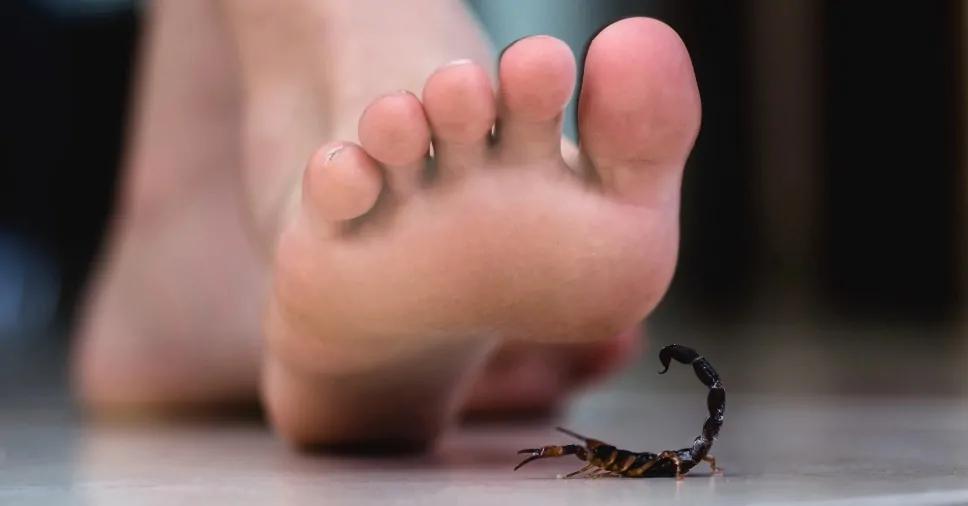 Somente em Uberaba, foram registradas 345 notificações de acidentes com animais peçonhentos este ano (Foto/Reprodução)