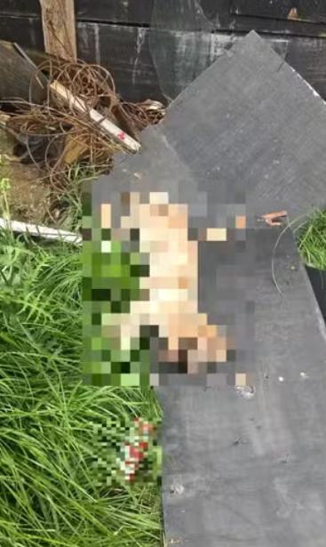 Dono de casa invade imóvel e espanca cachorro da inquilina até a morte em Passo Fundo, diz polícia; ele foi preso (Foto/Polícia Civil/Divulgação)