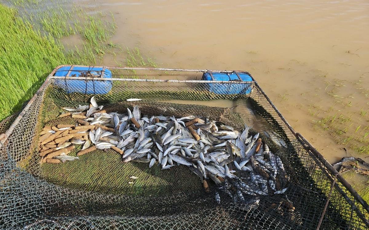 PM do Meio Ambiente apreende redes e solta 68 kg de peixes em lado de represa. (Foto/PMMAMG)