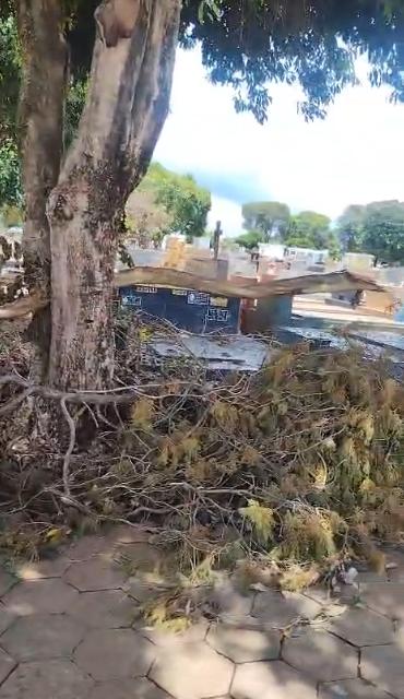 De acordo com o denunciante, que esteve no cemitério na manhã desta segunda-feira (5), a queda de árvores e o acúmulo de galhos dificultam a circulação e causam sensação de descuido (Foto/Reprodução)