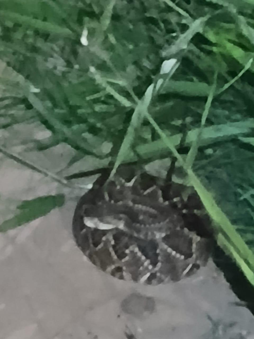 Segundo relato de uma moradora, o mato alto tem favorecido o aparecimento de animais peçonhentos, com registro recente de cobra encontrada sobre a calçada da rua Gilberto Gotelip (Foto/Reprodução)