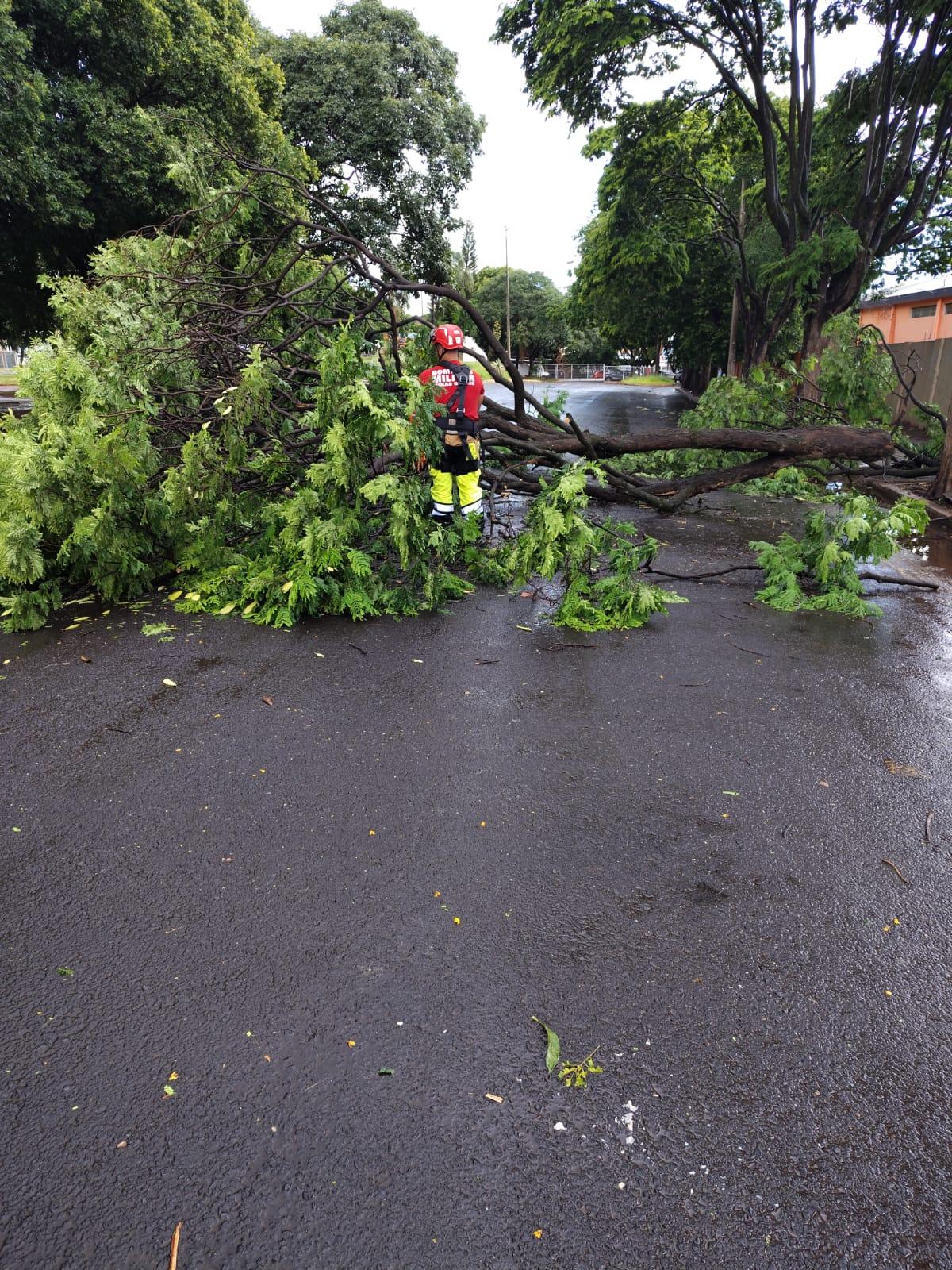 Nesta quarta-feira (14), o Corpo de Bombeiros registrou cerca de 28 ocorrências envolvendo árvores em diferentes pontos da cidade (Foto/Reprodução)