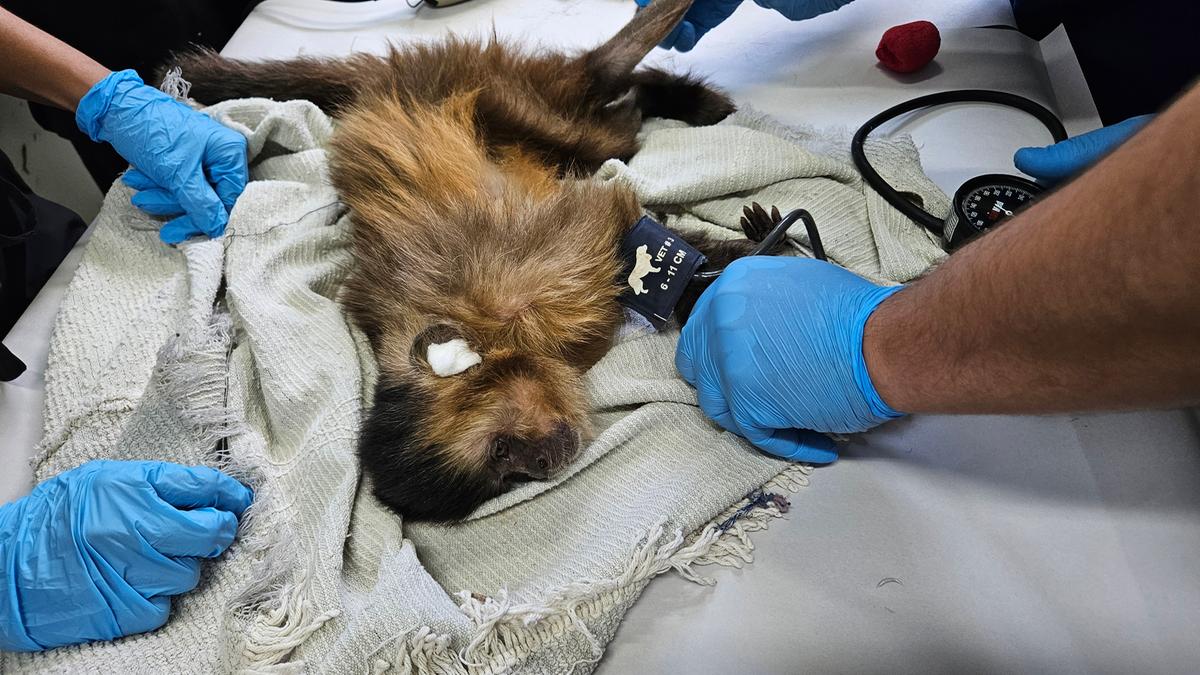 Chica passa por avaliação clínica no Hospital Veterinário da Universidade de Uberaba (HVU), onde permanece em acompanhamento veterinário. (Foto/Divulgação/HVU)