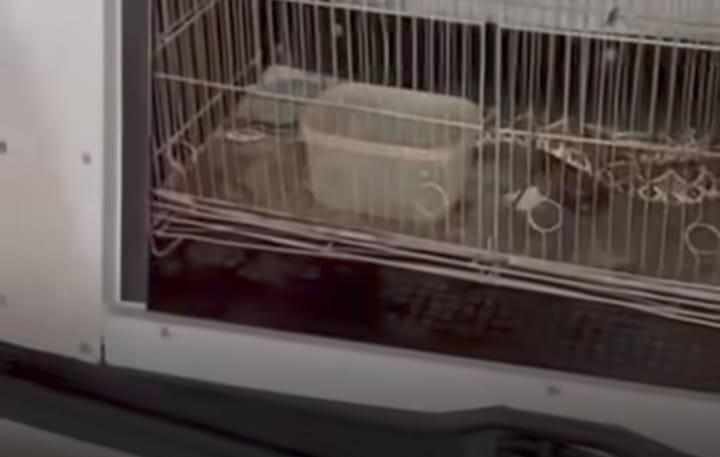 Cobra cascavel apreendida pela Polícia Militar após ser encontrada mantida em cativeiro no interior de residência no bairro Copacabana. (Foto/Divulgação)