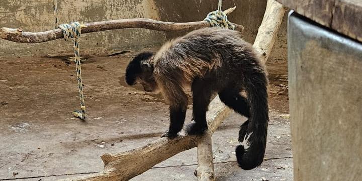 Macaca Chica é diagnosticada com pneumonia e segue internada no HVU