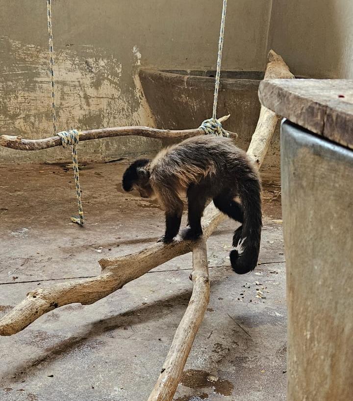 A macaca Chica segue em acompanhamento no Hospital Veterinário da Uniube após exames confirmarem quadro de pneumonia. (Foto/Divulgação)
