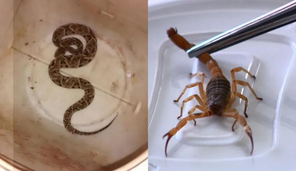 Em caso de encontrar cobras, escorpiões ou outros animais peçonhentos, o ideal é acionar órgãos especializados, como a Polícia Ambiental ou o Corpo de Bombeiros pelo número 193 (Foto/Reprodução)