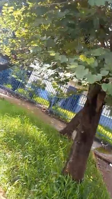 Mato acumulado próximo à Unidade de Saúde do São Cristóvão (Foto/Divulgação)