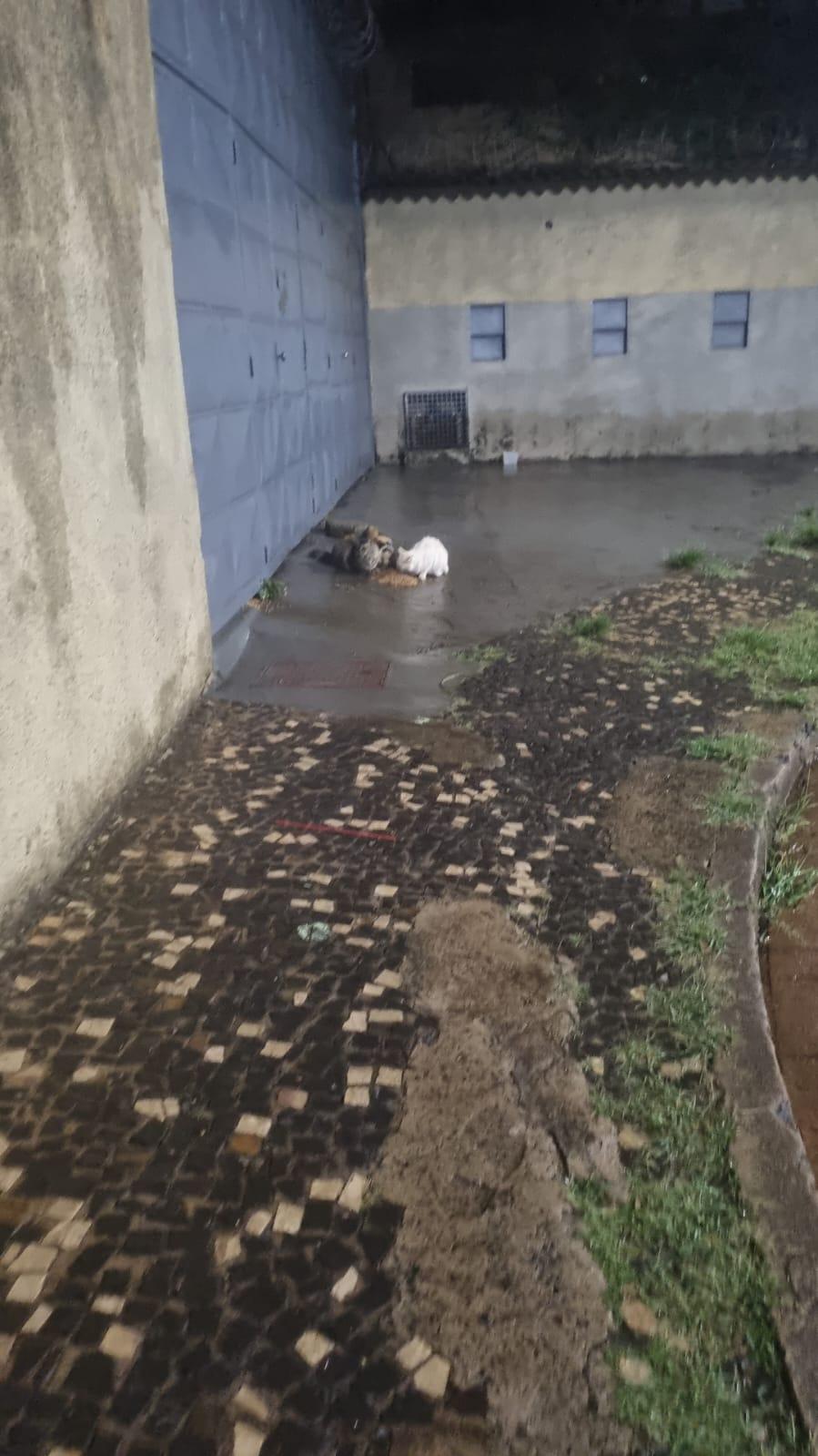 Sem abrigo, os animais passarem a viver e se alimentar na chuva. (Foto/Reprodução)