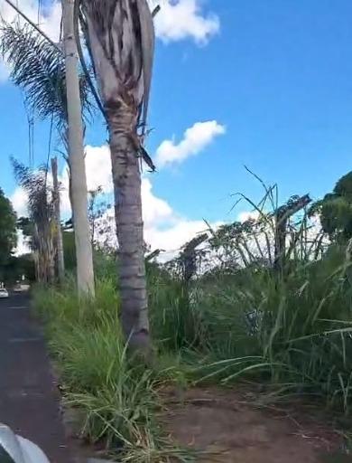 Vegetação estaria invadindo boa parte da calçada na via (Foto/Divulgação)