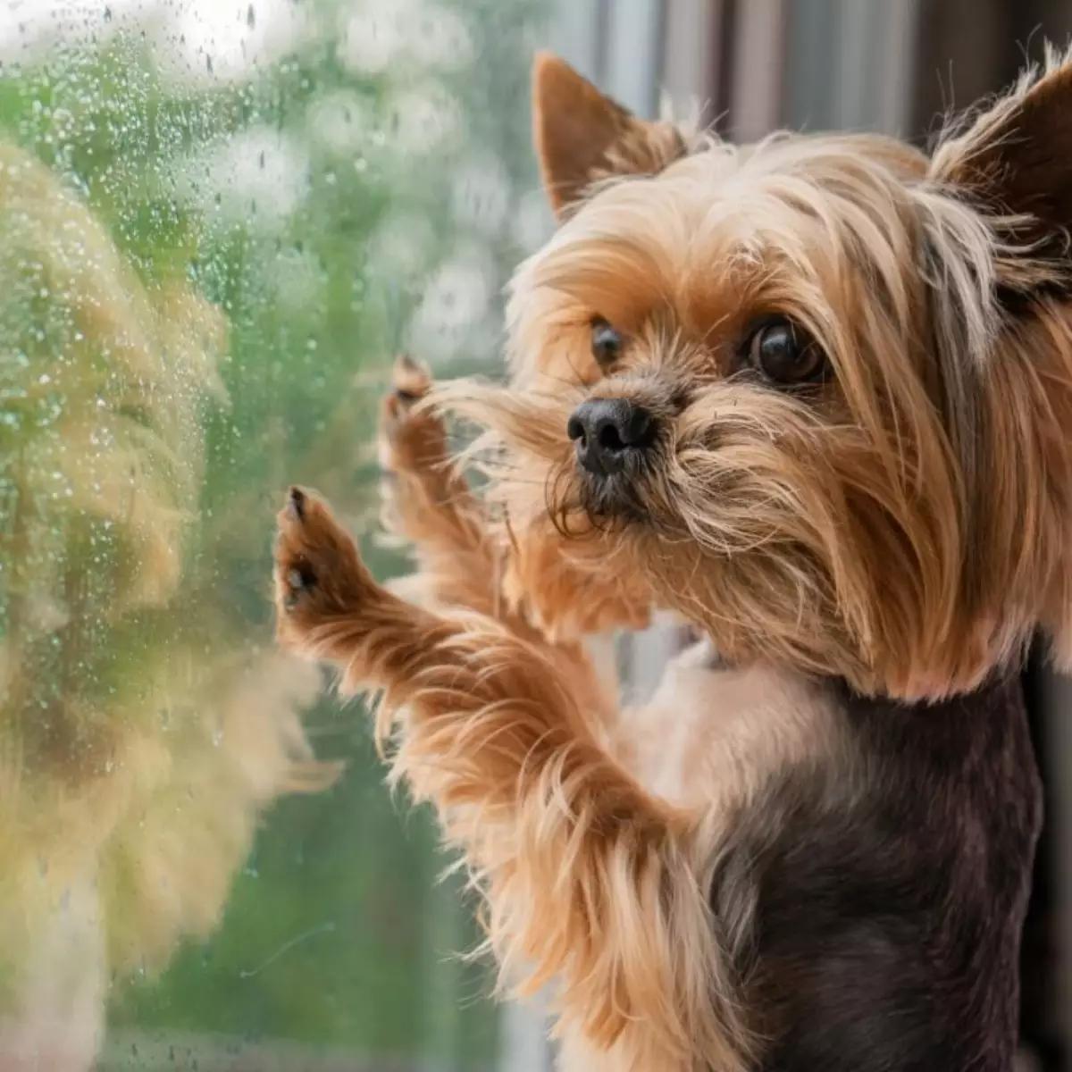 Por esse motivo, tempestades e chuvas fortes podem gerar incômodo, medo e estresse nos pets (Foto/Reprodução)