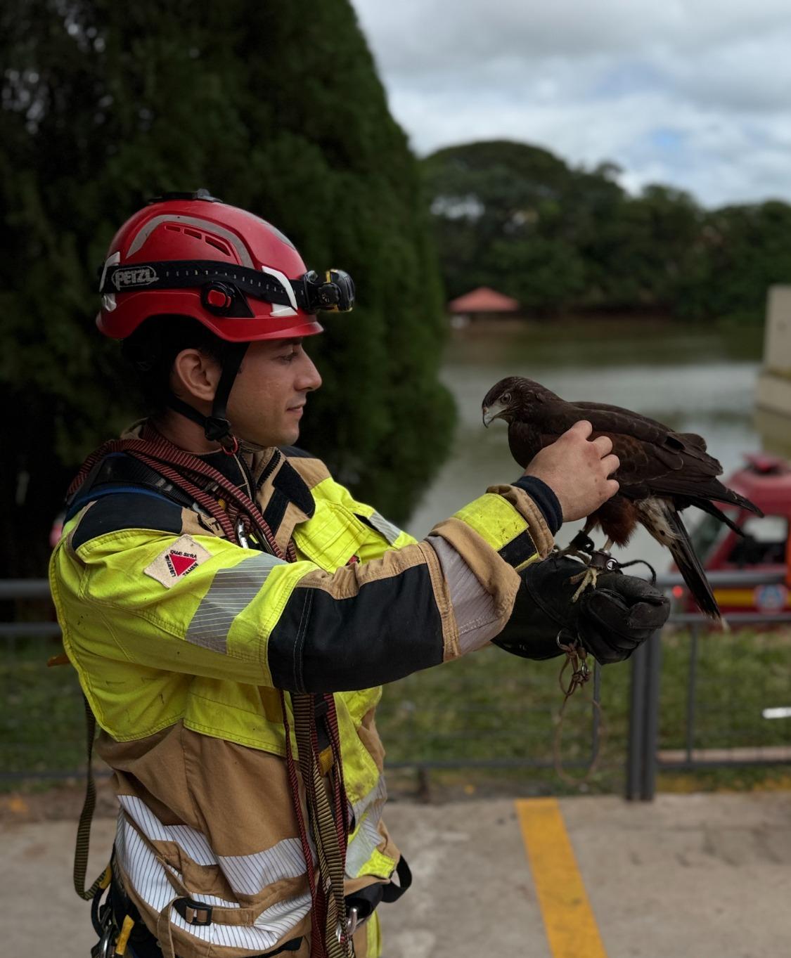 Após resgate, gavião foi devolvido ao responsável (Foto/Divulgação Corpo de Bombeiros)