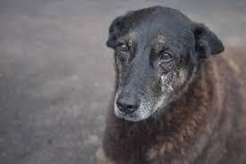 O cão comunitário Orelha foi brutalmente agredido em 15 de janeiro de 2026 na Praia Brava, em Florianópolis (SC), e não resistiu aos ferimentos. (Foto/Reprodução)