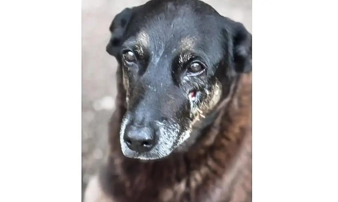 Cachorro Orelha, morto por adolescentes em Santa Catarina (Foto/Divulgação/Polícia Civil)