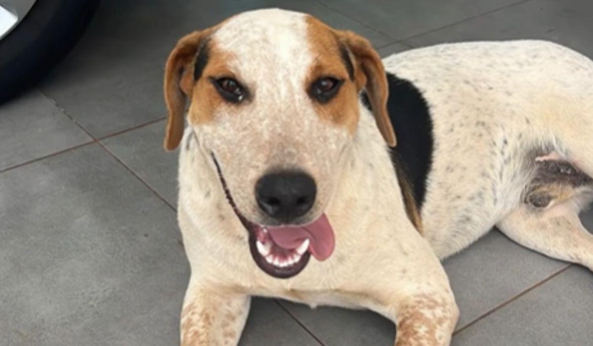 Cachorro Abacate era cuidado pela comunidade (Foto/Reprodução/ Instagram @protecaoanimaltoledo)