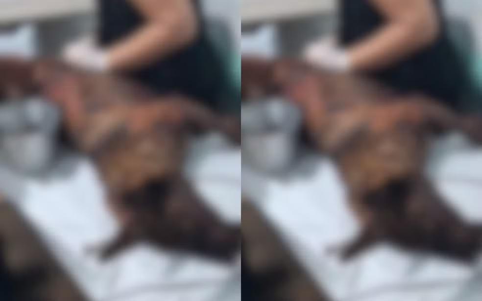 Cadela foi levada a um hospital veterinário, mas não resistiu aos ferimentos. (Foto/Reprodução)