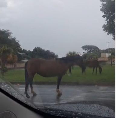 Animais foram flagrados soltos em rotatória (Foto/Divulgação)