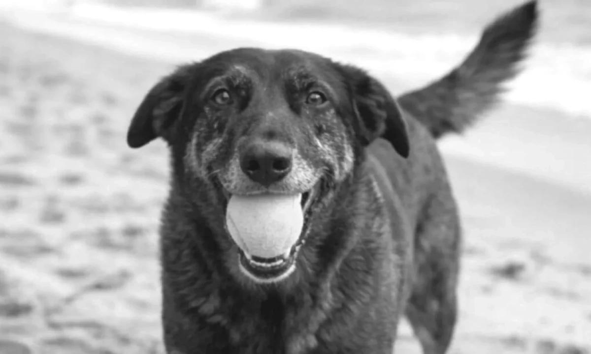 Atacado na Praia Brava, em Santa Catarina, em 4 de janeiro, o cão comunitário Orelha teve que ser submetido a eutanásia devido à gravidade dos ferimentos. (Foto/Reprodução/Rede Social)
