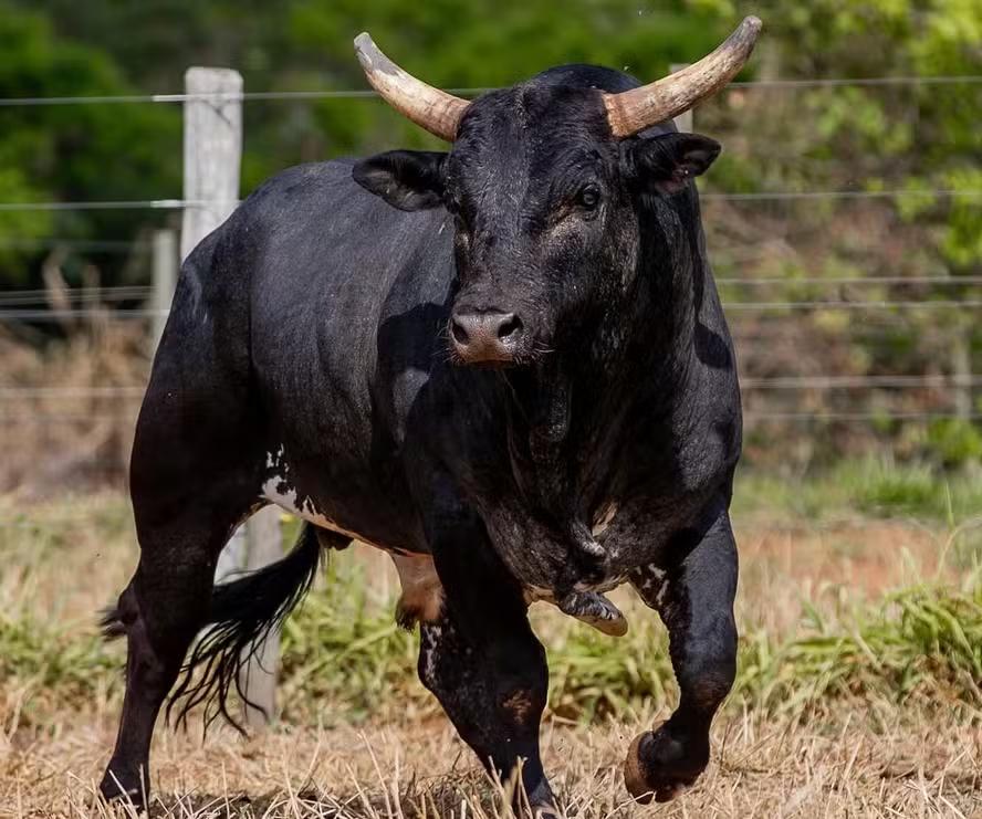 O touro Mickey Mouse, da Cia. de Rodeio Califórnia, é atualmente o animal de pulo mais caro do Brasil, avaliado em R$ 1,2 milhão. (Foto/Reprodução)