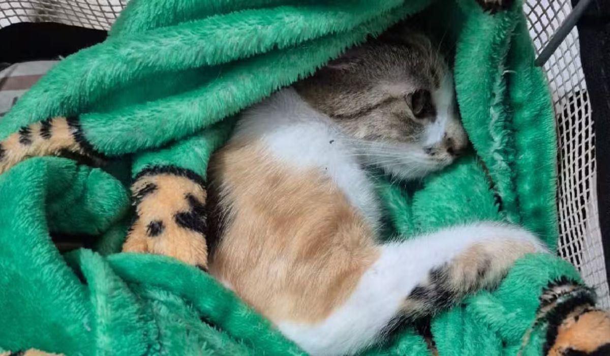 O animal sobreviveu sendo levado em estado grave para atendimento veterinário (Foto/Divulgação/PCPR)