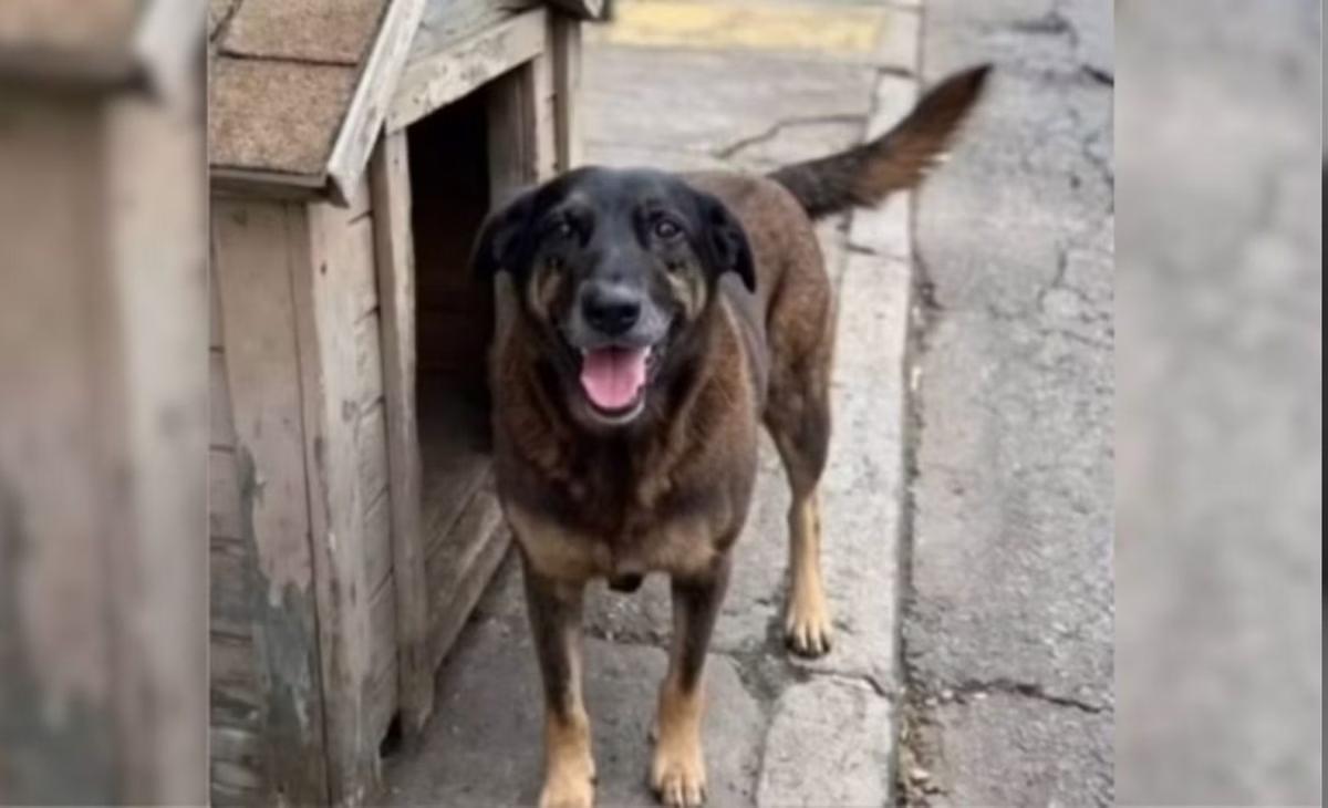 Cachorro que foi morto após ser agredido a pauladas gerou comoção nas redes sociais. (Foto/Reprodução / Redes Sociais)