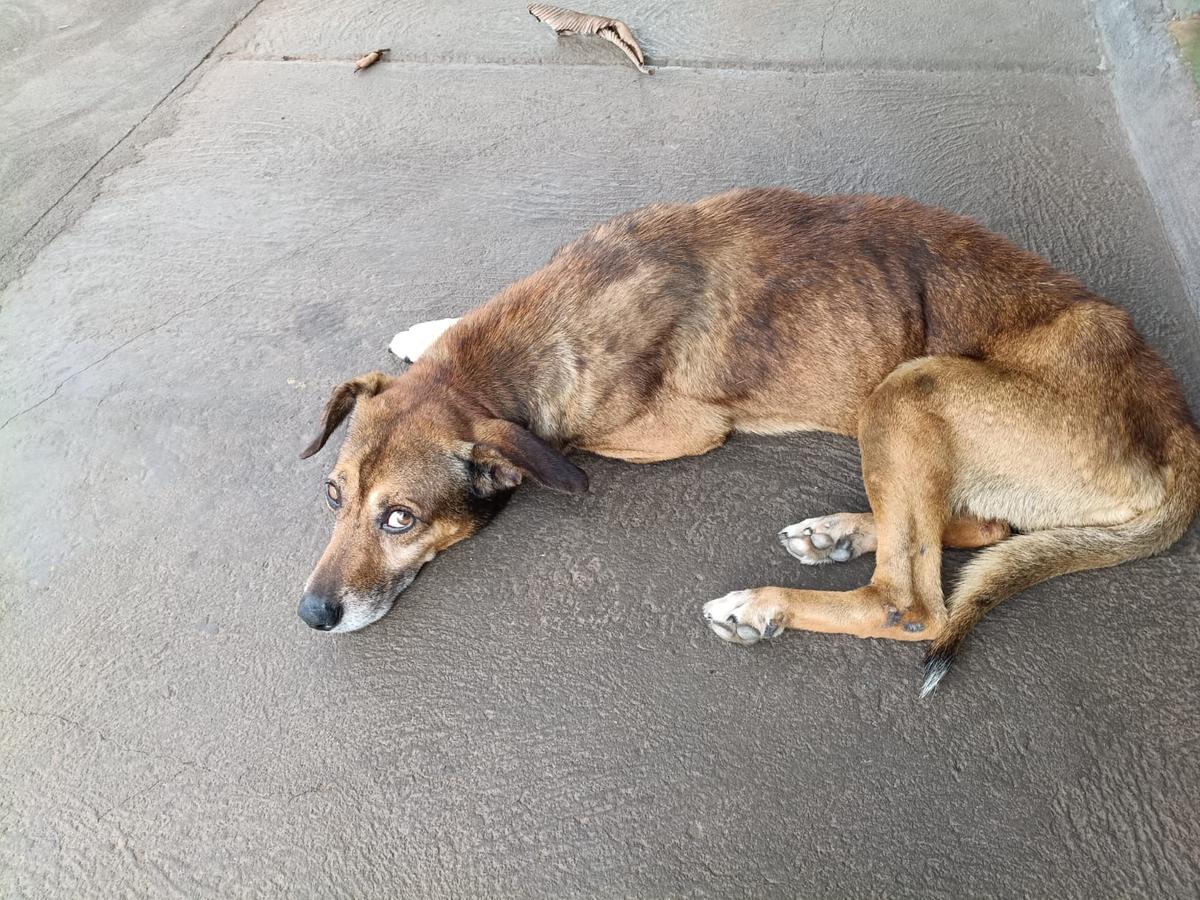 Conforme a denunciante, o cachorro teria sido rejeitado pelo tutor e não estaria mais sendo aceito dentro da casa (Foto/Reprodução)