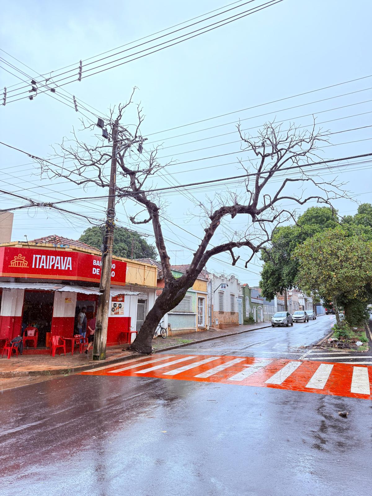 Árvore apresentava riscos às pessoas que passavam pelo local (Foto/Divulgação)
