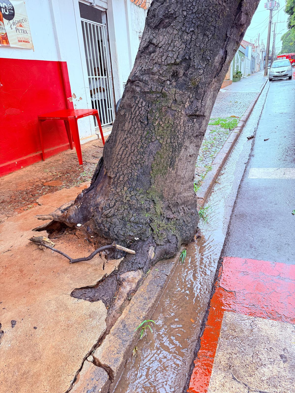 Árvore estava danificando a calçada (Foto/Divulgação)