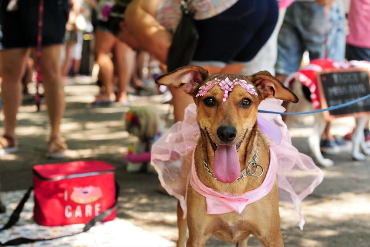Acessórios adequados, hidratação reforçada e respeito aos limites de cada animal são fundamentais para curtir a festa (Foto/Cintia Erdens Paiva/Shutterstock)