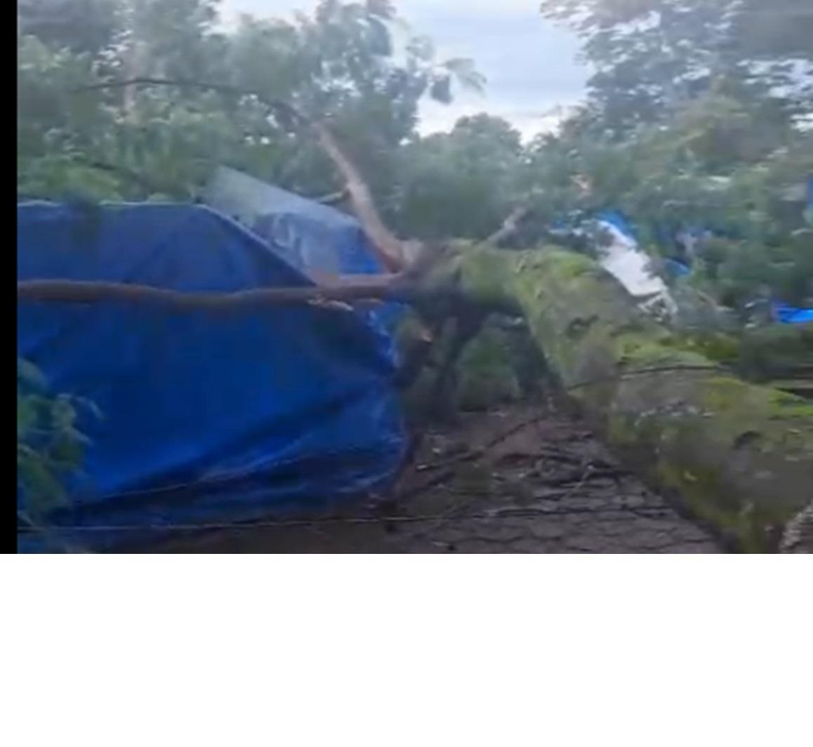 Árvore de grande porte caiu sobre barracas de sócios na área de camping do Uberaba Country Clube, na rua 14, em Delta, sem registro de vento ou chuva. Frequentadores pedem vistoria do Corpo de Bombeiros e da Defesa Civil para evitar novos acidentes (Foto/Divulgação)