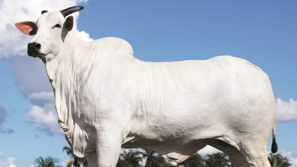 Donna foi vendida or R$ 54 milhões. (Foto/SAP Assessoria)