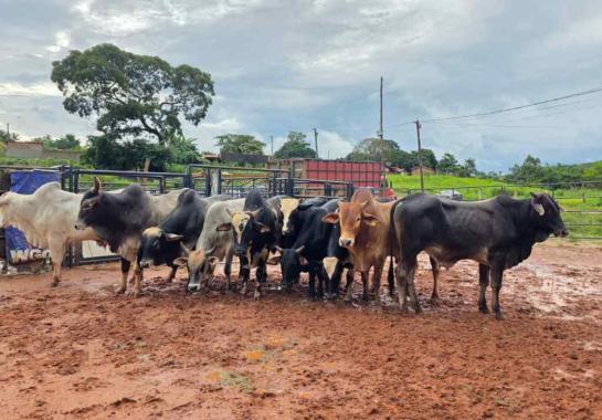 Até o momento, nove bovinos foram recuperados. A Polícia Civil continua as investigações para identificar outros envolvidos e localizar as 101 cabeças de gado restantes (Foto/PCMG/Divulgação)