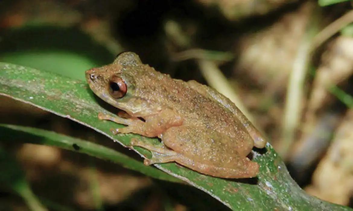 A nova espécie é a oitava do gênero Ololygon descrita no Cerrado, ampliando a lista de anfíbios endêmicos do bioma. (Foto/Divulgação)