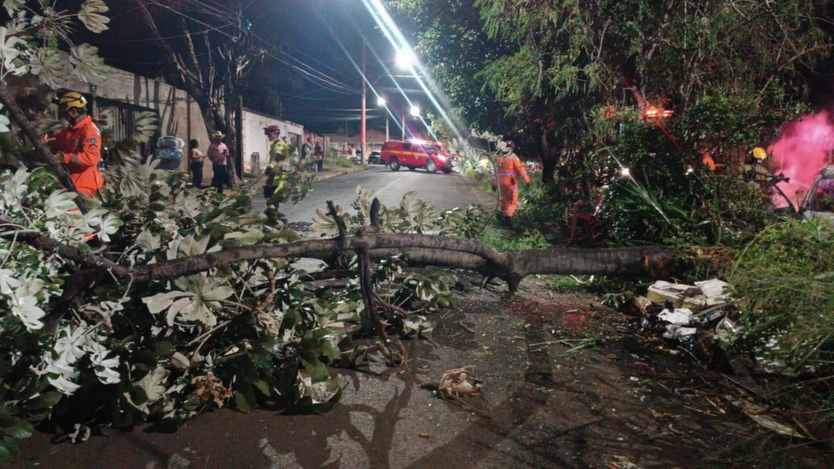 Árvore derrubada pela colisão do veículo bloqueou a via, exigindo corte imediato pelas equipes do Corpo de Bombeiros. (Foto/Divulgação/CBMMG)