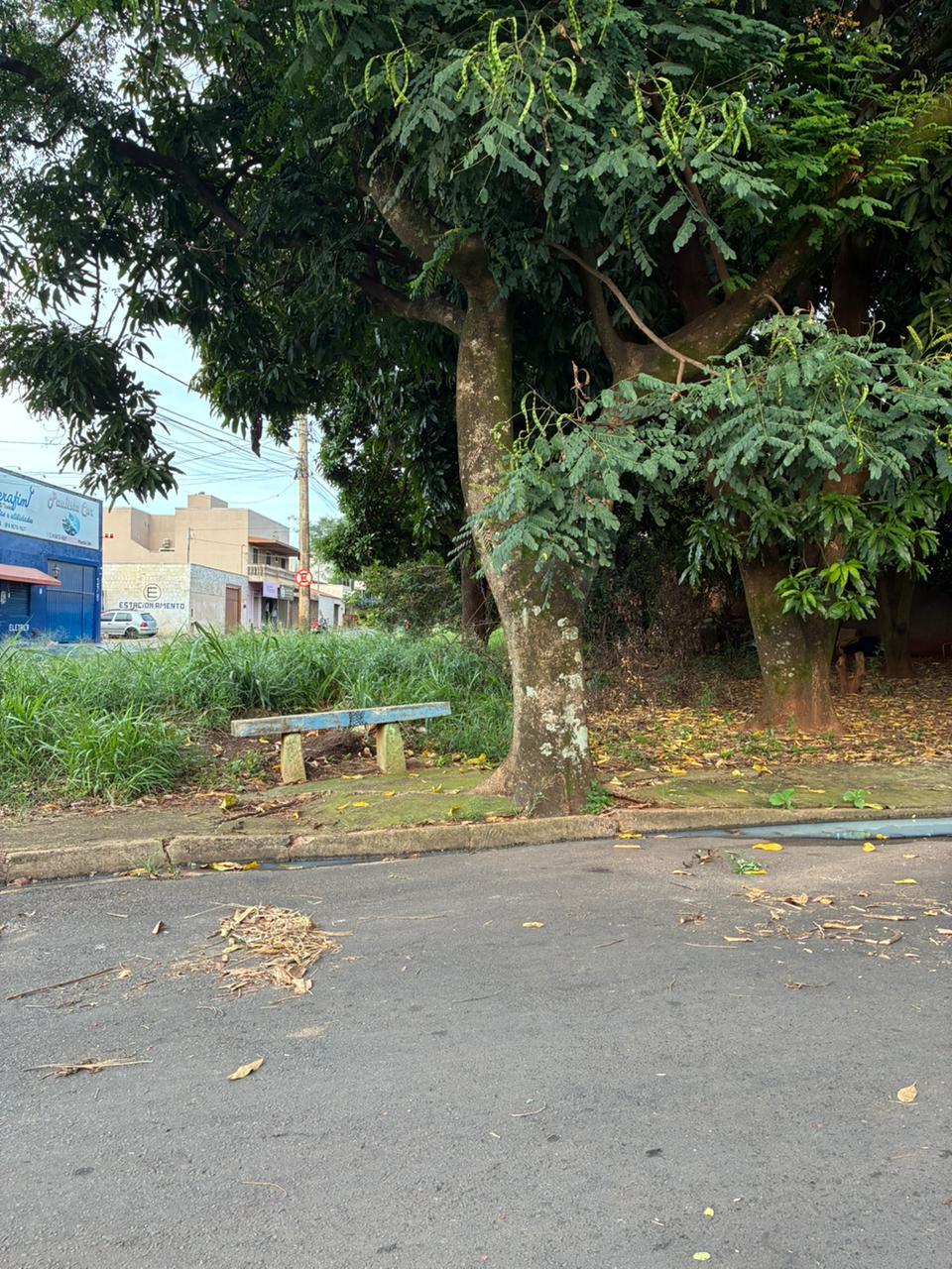 Vegetação tem incomodado moradores das proximidades (Foto/Divulgação)