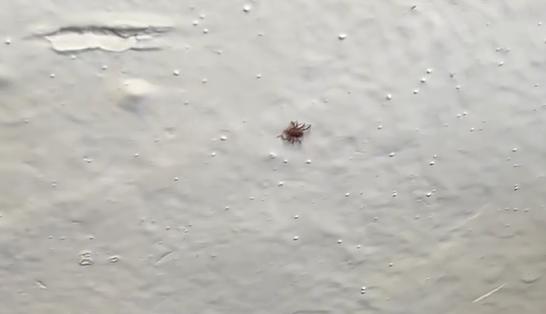 A situação foi também alvo de denúncia do vereador Diego Rodrigues (PDT), que cobrou providências do Centro de Endemias e Zoonoses (Foto/Reprodução)