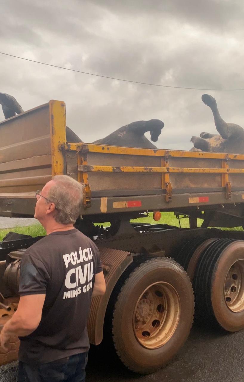 No local indicado, os investigadores encontraram um segundo caminhão com dez animais mortos (Foto/Divulgação)