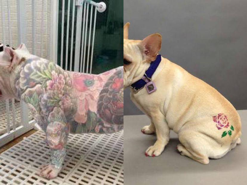 Projeto que proíbe tatuagens e piercings em animais domésticos avança na Assembleia Legislativa de Minas Gerais e pode alterar a lei de maus-tratos no estado. (Foto/Reprodução)