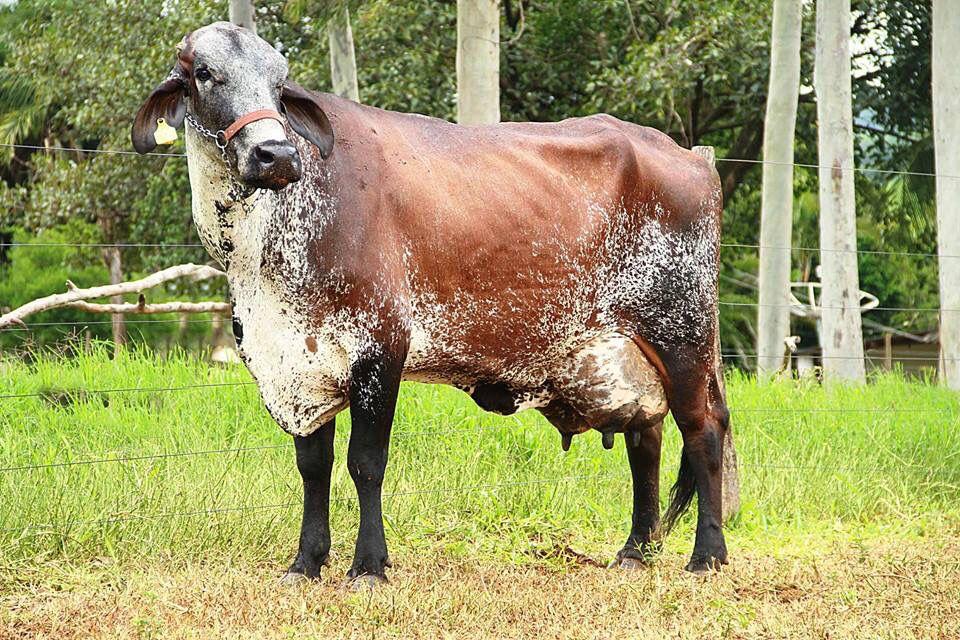 Raça Girolando, resultado do cruzamento entre Gir Leiteiro e Holandês, responde por cerca de 80% da produção de leite no Brasil. (Foto/Reprodução)