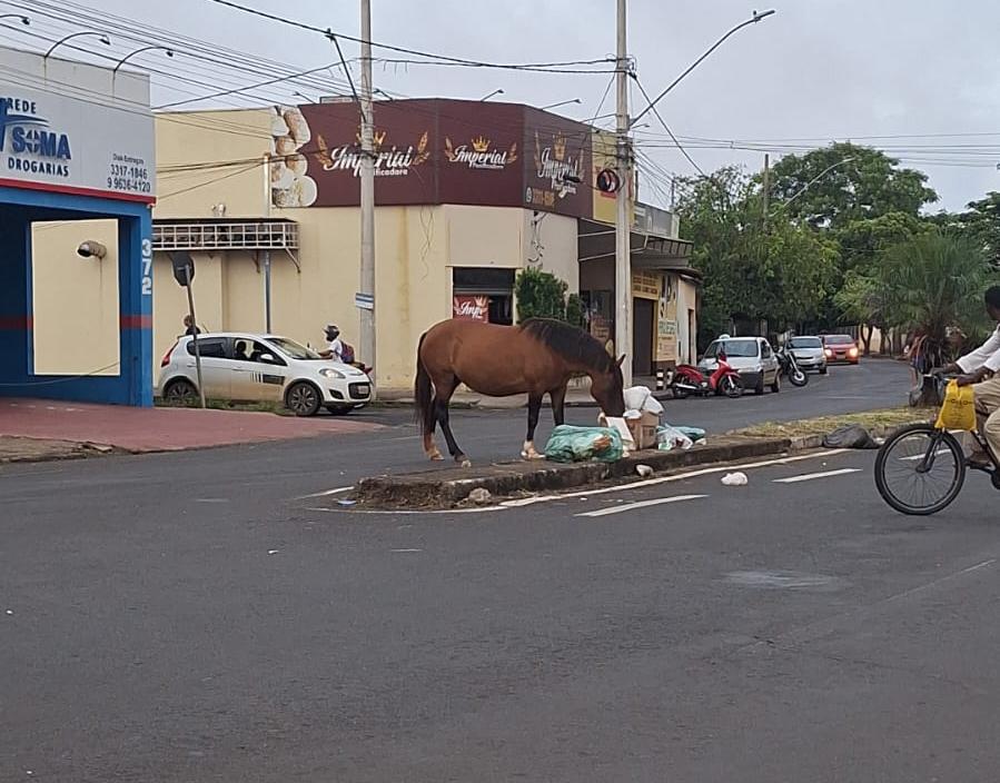 O animal estava comendo lixo em via pública e acabou atrapalhando o trânsito na região (Foto/Reprodução)