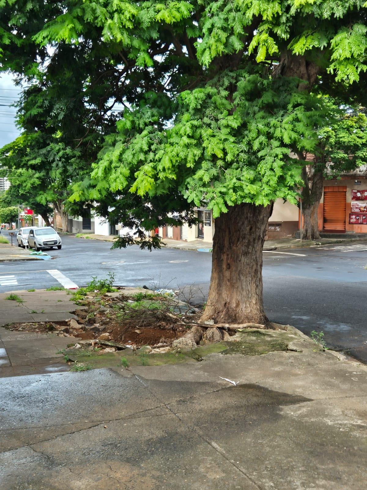 Conforme a moradora, a raiz da árvore danificou parte da calçada e está tombando para o lado da via (Foto/Reprodução)