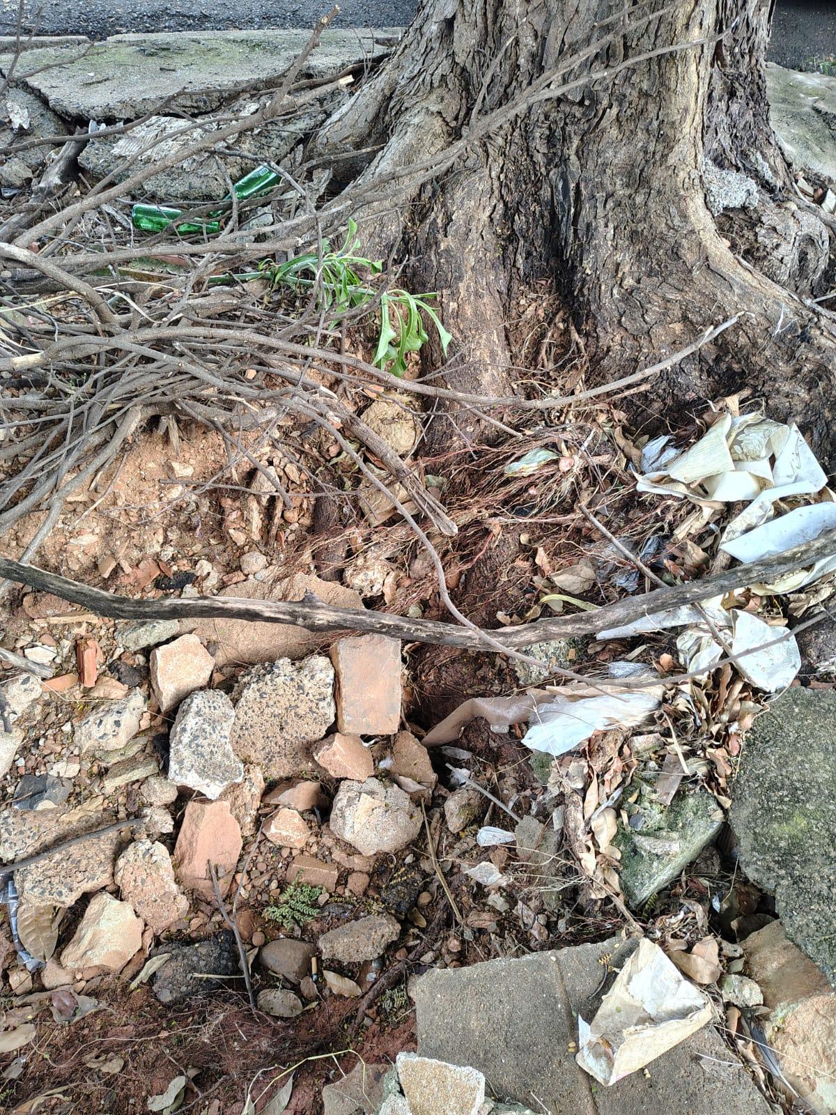 A raiz da árvore danificou parte da calçada e está tombando para o lado da via (Foto/Reprodução)