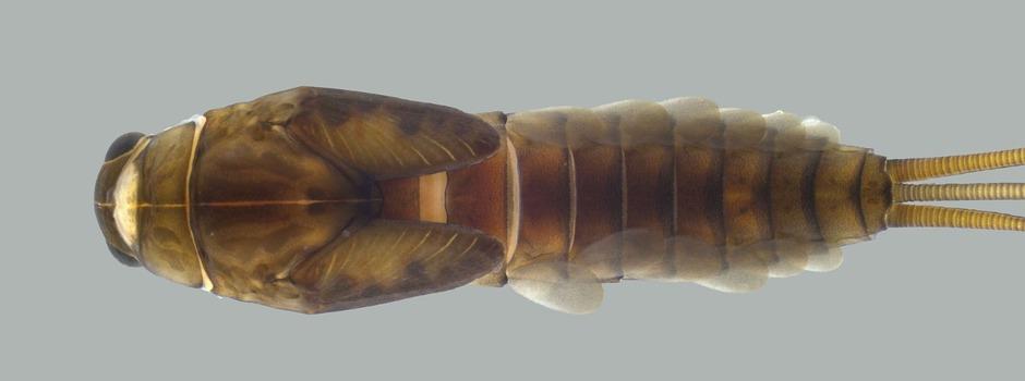 Espécie Americabaetis puri. (Foto/Neotropical Entomology)