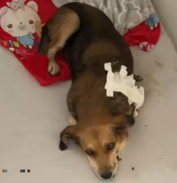 A cachorra foi encontrada ferida durante a tarde e levada rapidamente para uma residência próxima, onde recebeu atendimento emergencial de um veterinário (Foto/Reprodução)