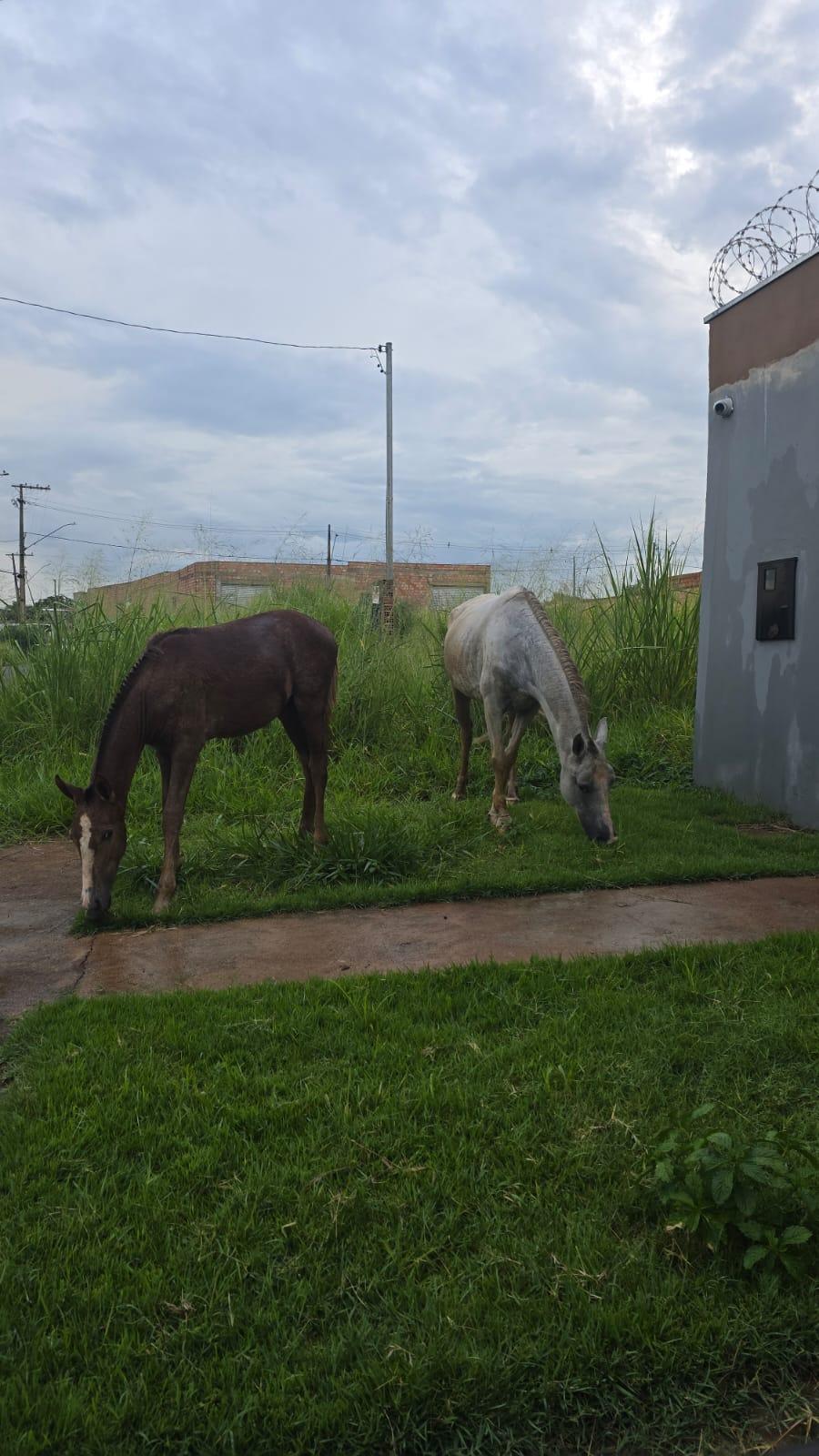 Cavalos caminham pela rua Saulo de Castro enquanto bois permanecem em terreno próximo no Jardim Maracanã, em Uberaba. (Foto/Reprodução)